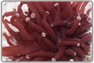 Torch Coral